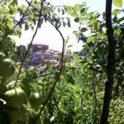 Pisciotta 7