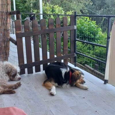 Orso E Ciccio 2