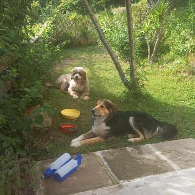 Orso E Ciccio