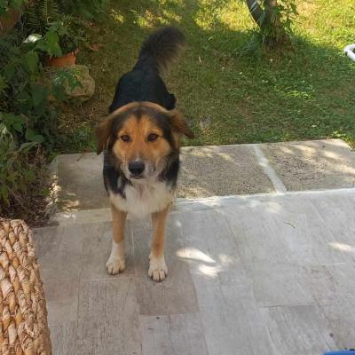 Orso